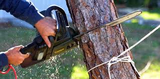 Best Fruit Tree Pruning  in Bullard, TX