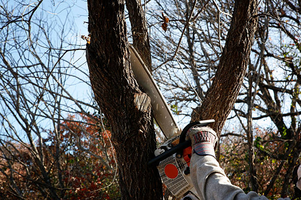 Best Hazardous Tree Removal  in Bullard, TX