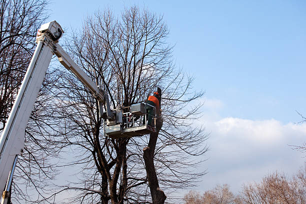 Bullard, TX Tree Services Company